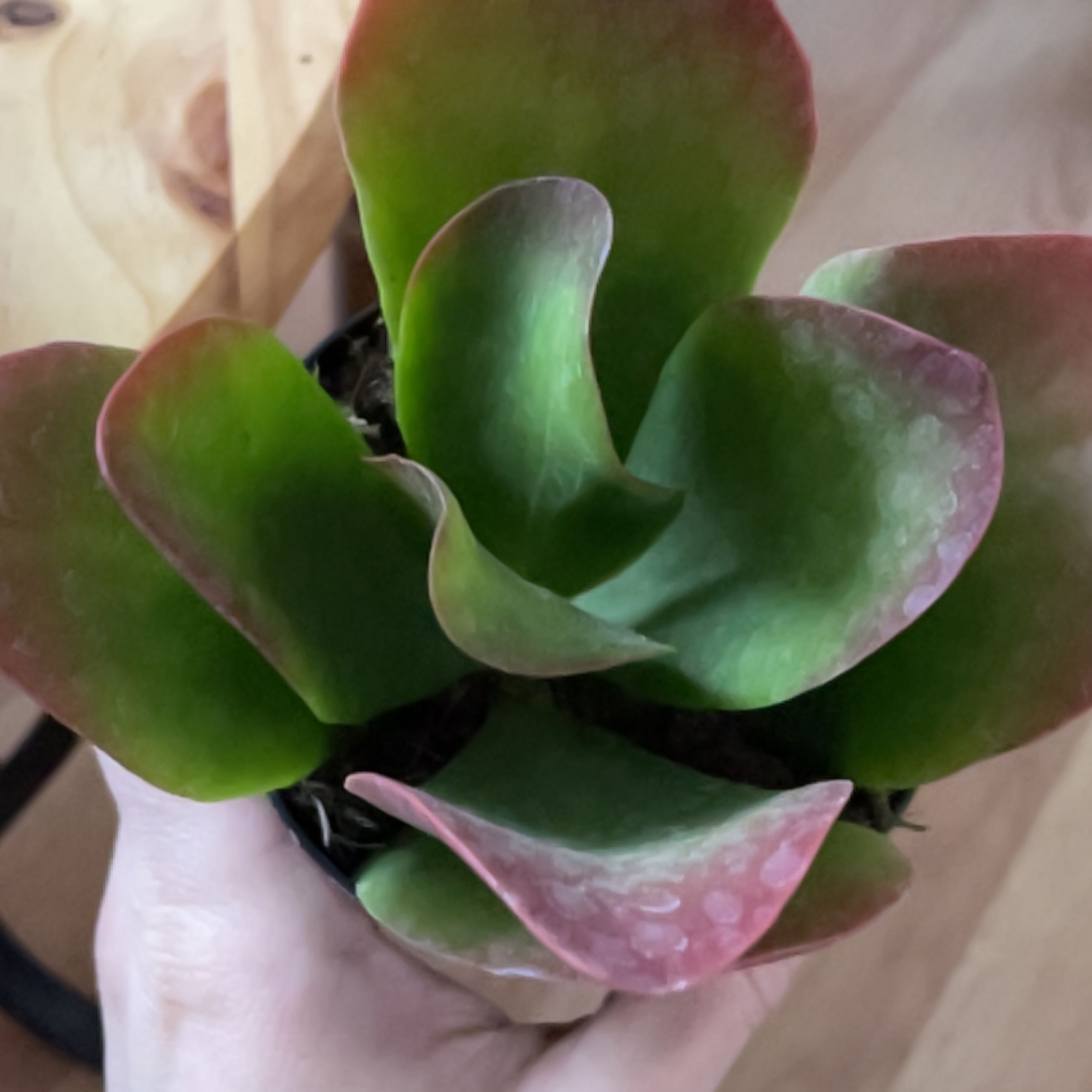 Kalanchoe 'Dragonfire' plant with green and red leaves, held by a hand.
