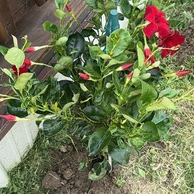 Photo of the plant species Aloha Mandevilla by @RadCardoon49 named Messi on Greg, the plant care app