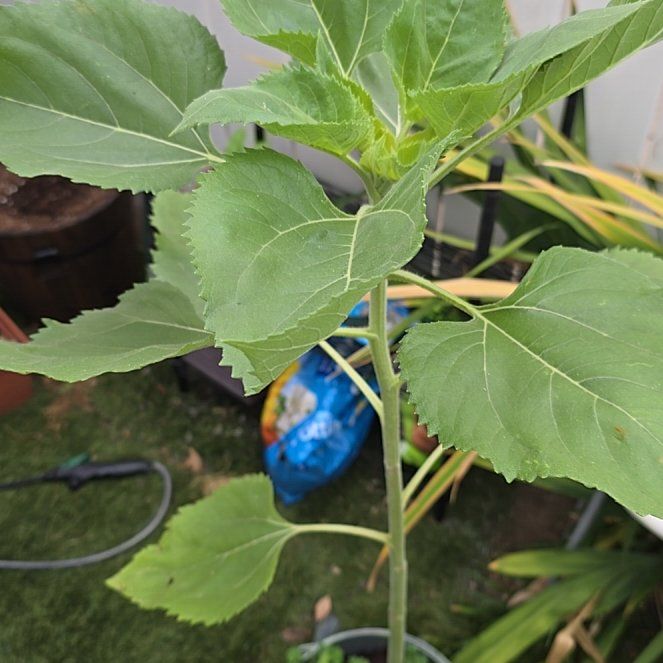 Photo of the plant species Common Sunflower 'Russian Mammoth' by @SuperEndive12 named Sol on Greg, the plant care app