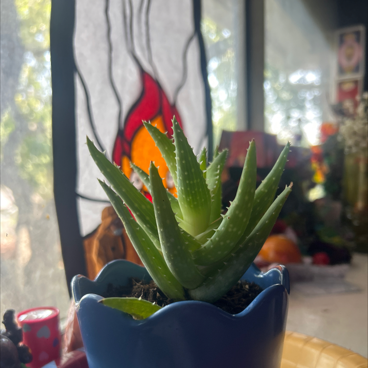 Photo of the plant species Aloe 'Crosby's Prolific' by @RightlyMakura named Sybao on Greg, the plant care app
