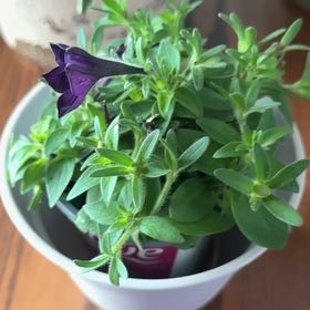 Photo of the plant species Wave Petunia by @FoxySkyplant27 named Tolkien on Greg, the plant care app