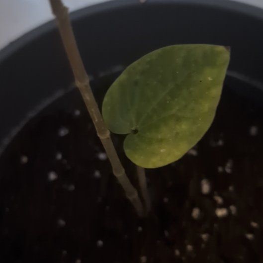 Photo of the plant species Kava by @FabTievine6 named Mr silly on Greg, the plant care app