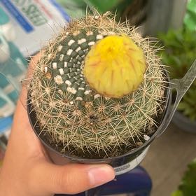Photo of the plant species Notocactus elegans by @MiracleLovage29 named Bloom on Greg, the plant care app