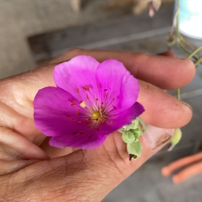 Photo of the plant species Rock Purslane by @SirRoccaverde98 named Rainier on Greg, the plant care app