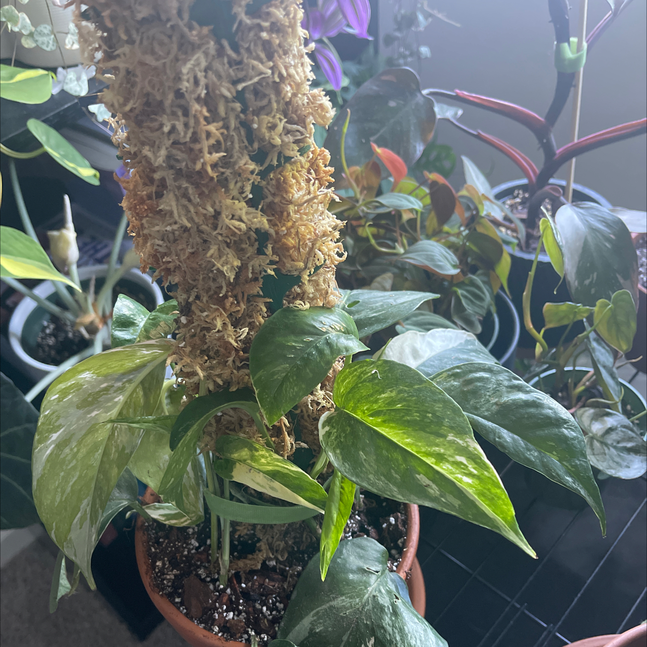 Potted Albo Epipremnum Pinnatum plant with variegated leaves, well-framed and in focus.