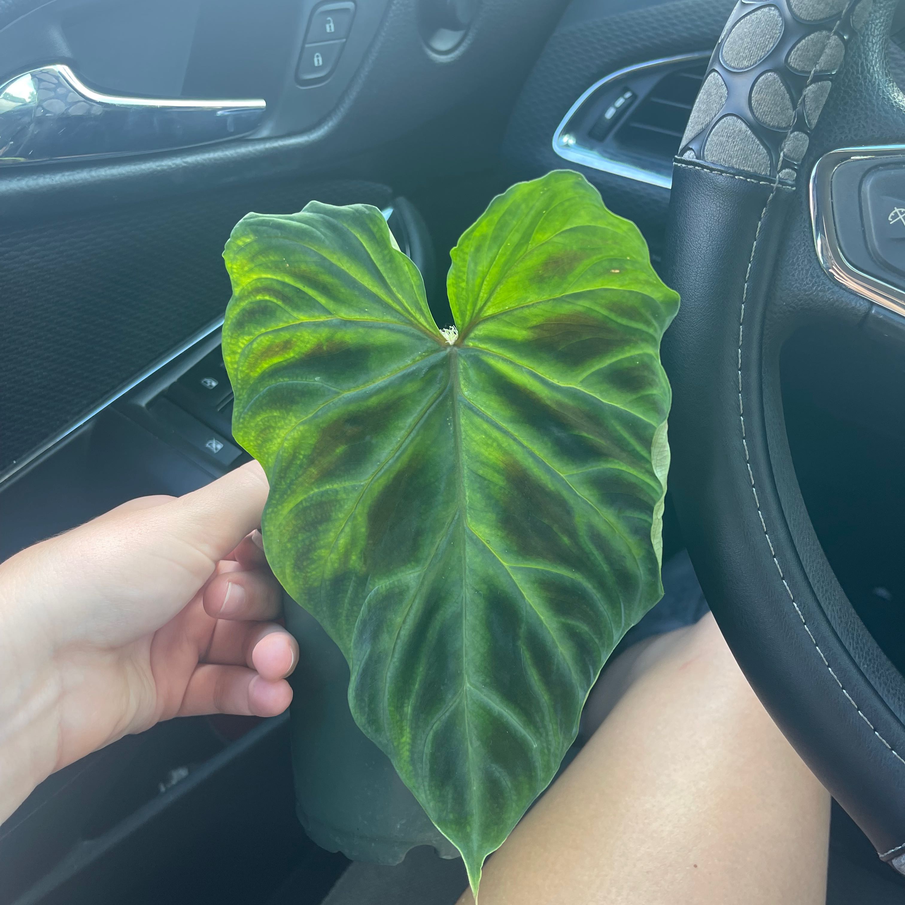 A healthy leaf of an Ecuador Philodendron being held by a hand inside a car.