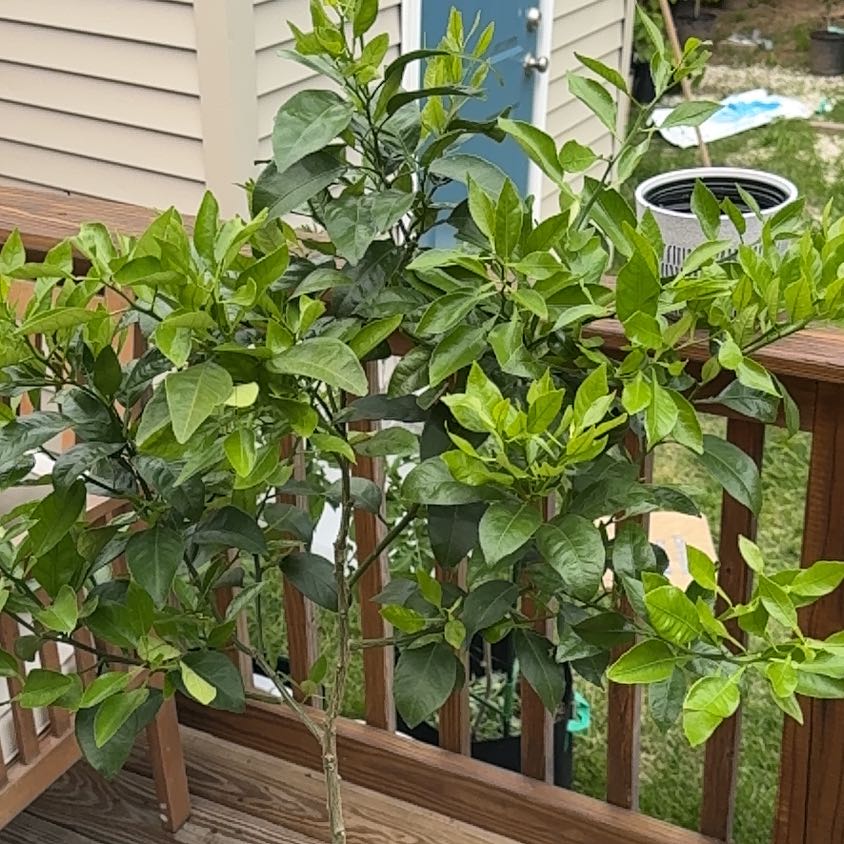 Plant care for Amur Cork Tree on Greg, the plant care app