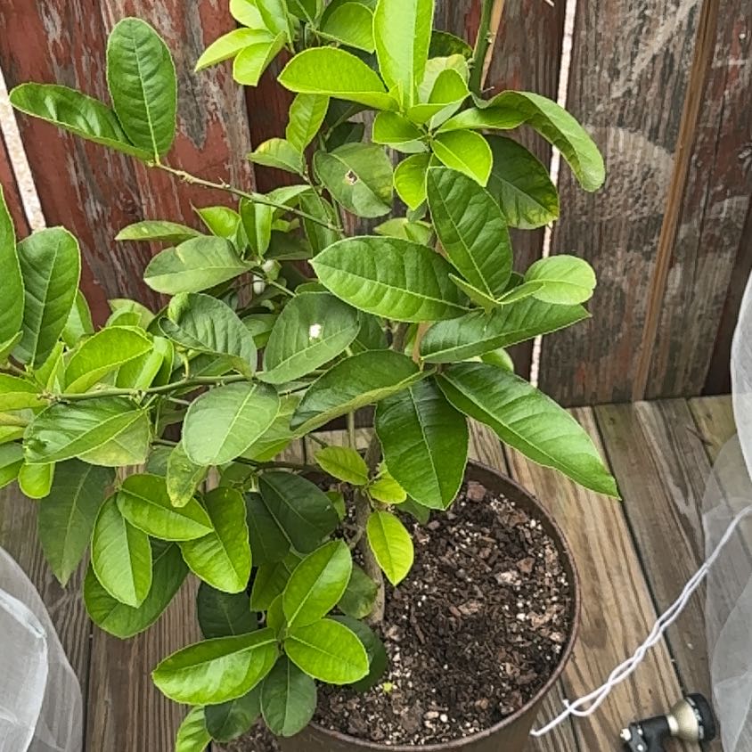 Photo of the plant species Ponderosa Lemon by @VipCaraway65 named Michelle Branch on Greg, the plant care app