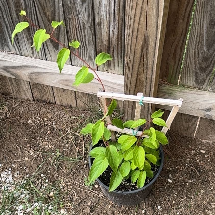 Photo of the plant species Hardy Kiwi 'Prolific' by @VipCaraway65 named Hemingway on Greg, the plant care app