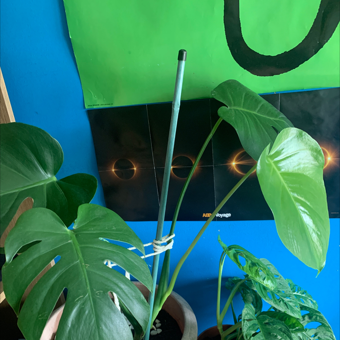 Monstera plant photo by @cobie named Bella Donna on Greg, the plant care app.