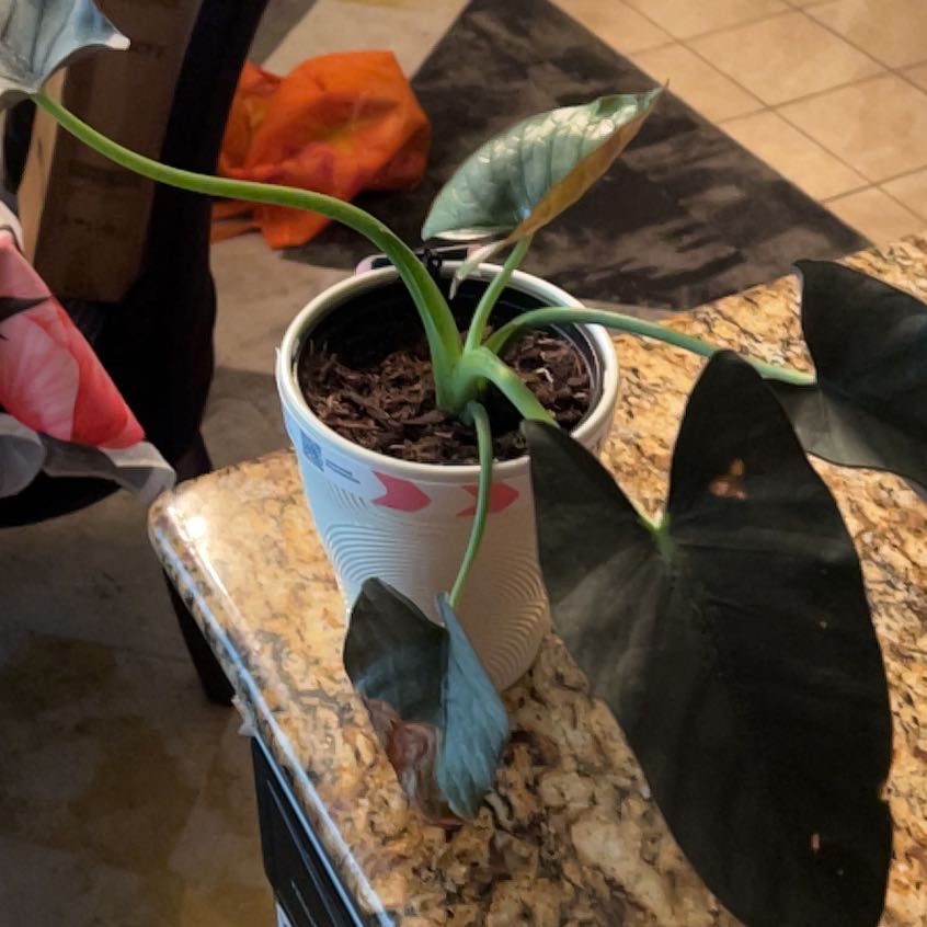 Photo of the plant species Alocasia Reginae Silver by @JocularRiberry named Daisy on Greg, the plant care app