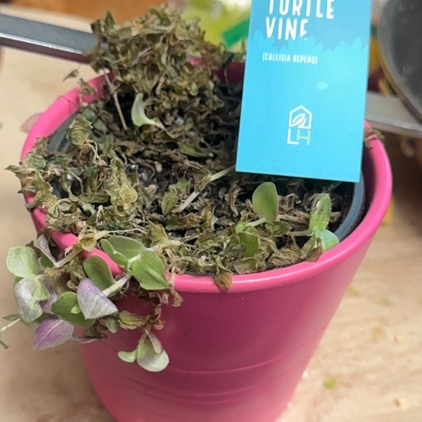 Photo of the plant species Turtle Vine by @ForrealJubaea43 named Einstein on Greg, the plant care app