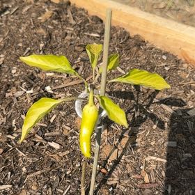 Photo of the plant species Hungarian Wax Pepper by @MatureBegonia43 named Gomez on Greg, the plant care app