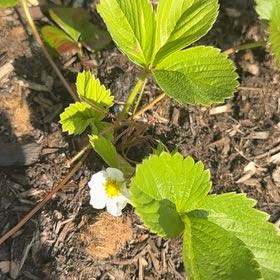 Photo of the plant species Scarlet Strawberry by @MatureBegonia43 named Scarlet on Greg, the plant care app