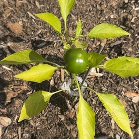 Photo of the plant species Jamaica Hot Red Pepper by @MatureBegonia43 named Red Hot on Greg, the plant care app