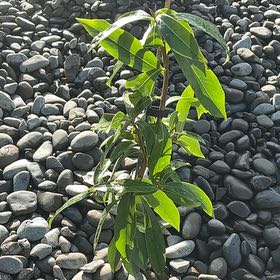 Photo of the plant species Daphne by @PlayfulNapaea81 named Daphne on Greg, the plant care app