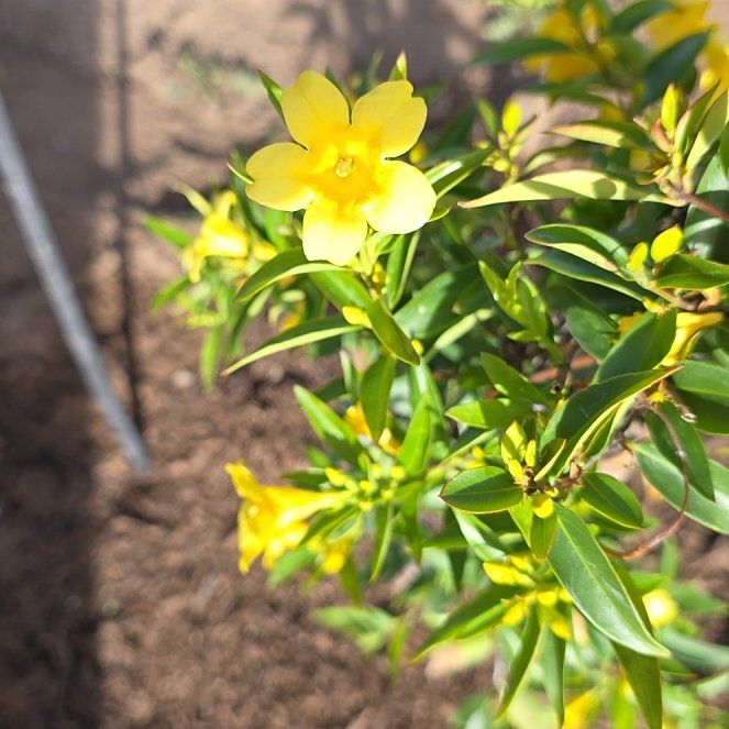 Photo of the plant species Carolina Jessamine by @FancyChayote51 named Harmony on Greg, the plant care app