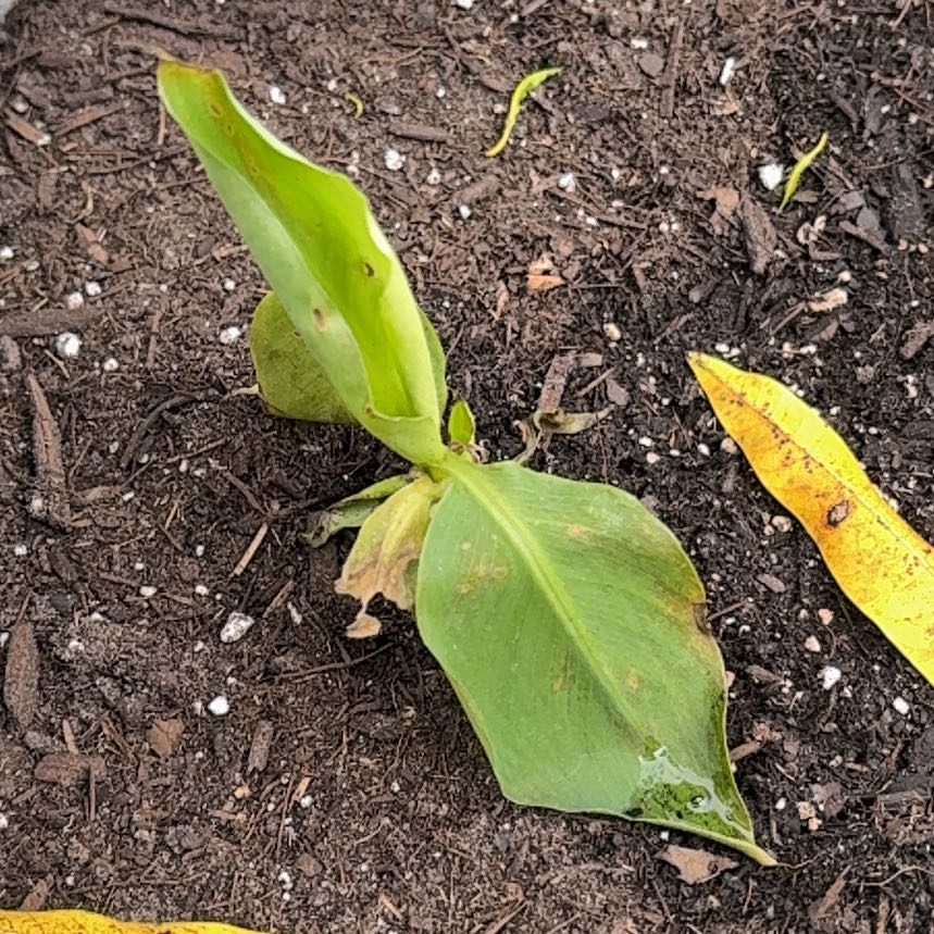 Photo of the plant species Cavendish Super Dwarf Banana by @BestOricad5 named Orlando Bloom on Greg, the plant care app