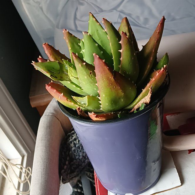 Photo of the plant species Gold Tooth Aloe by @KeyGasteria18 named Aria on Greg, the plant care app