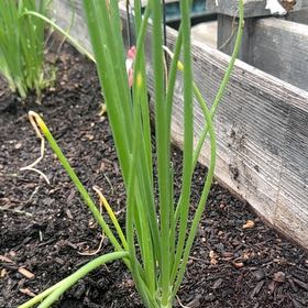 Photo of the plant species Nodding Onion by @PrimoRedmint8 named Dax on Greg, the plant care app