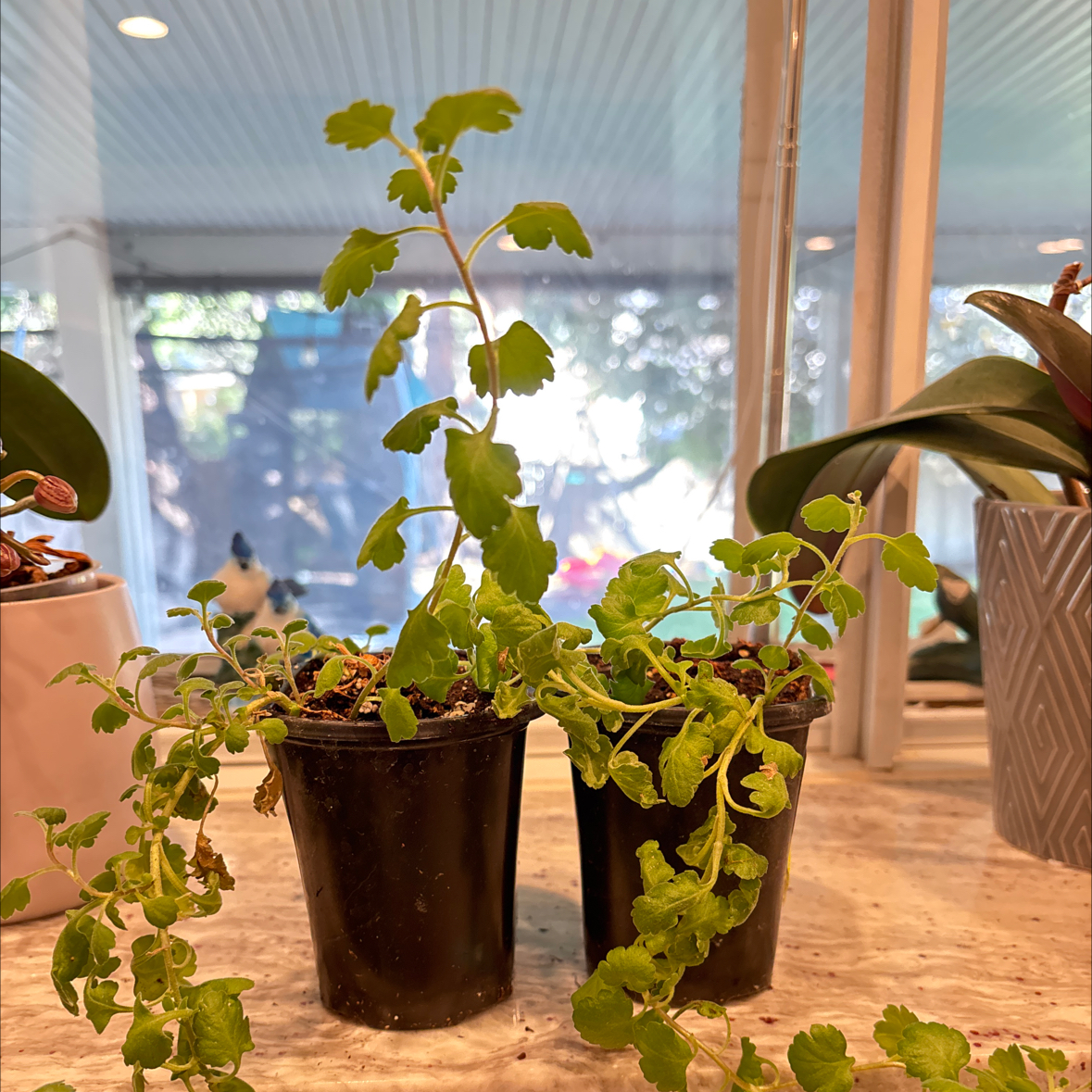 Photo of the plant species Garden Mum 'Ruth' by @Sassifrass named Emerson on Greg, the plant care app