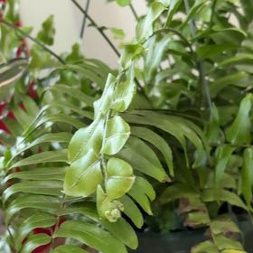 Photo of the plant species Macho Fern by @StrikingAgboy62 named Hemingway on Greg, the plant care app