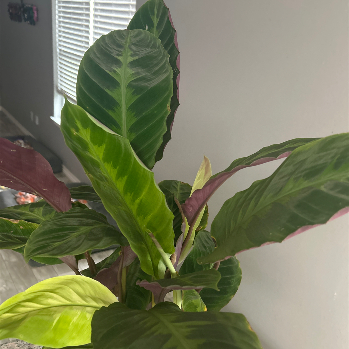 Photo of the plant species vigoro calathea by @JuicyKamahi64 named Nemo on Greg, the plant care app