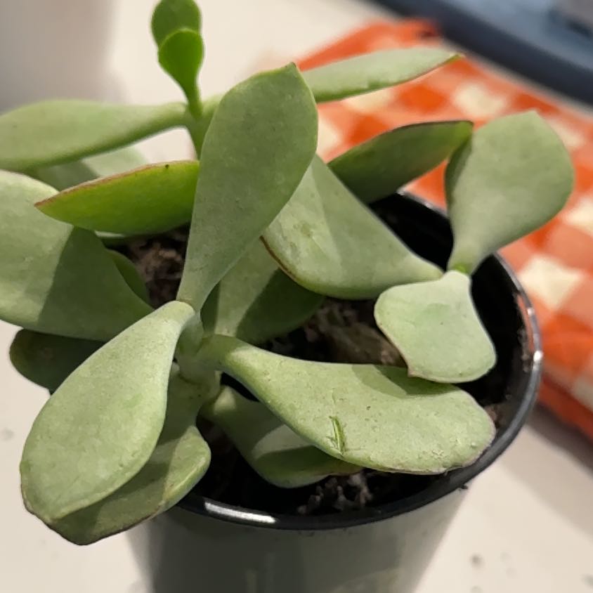 Photo of the plant species Mint Truffles by @GemGutweed19 named Gomez on Greg, the plant care app