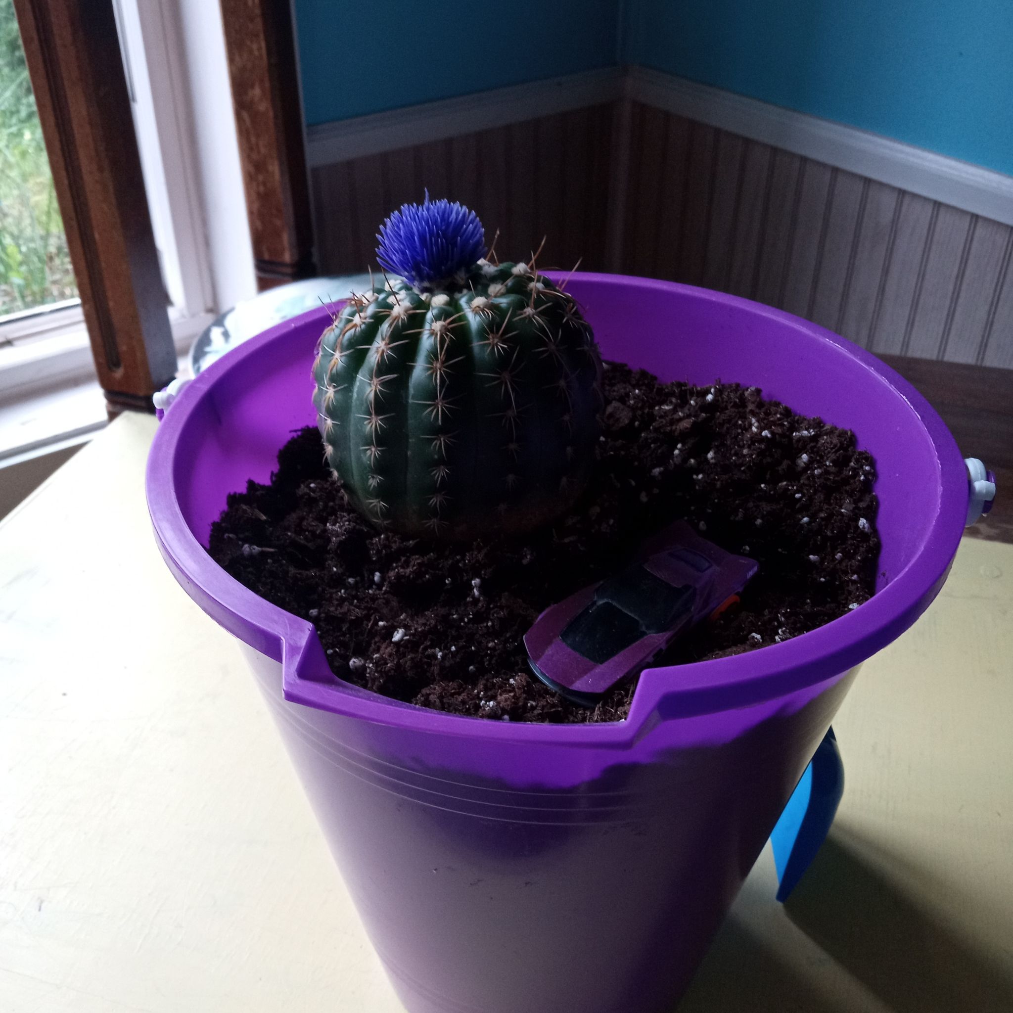 Photo of the plant species Green Tomato Cactus by @TastyBetel26 named Plum on Greg, the plant care app