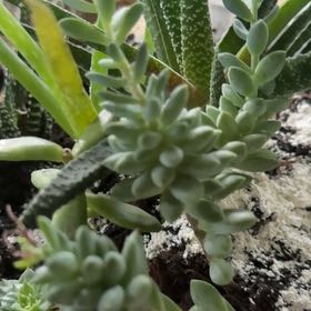 Photo of the plant species Green Duncecap by @MaximalRimu named Succulent on Greg, the plant care app