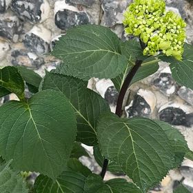 Photo of the plant species Hydrangea 'Black Steel Blue' by @HeirGoldenball named Lebron on Greg, the plant care app