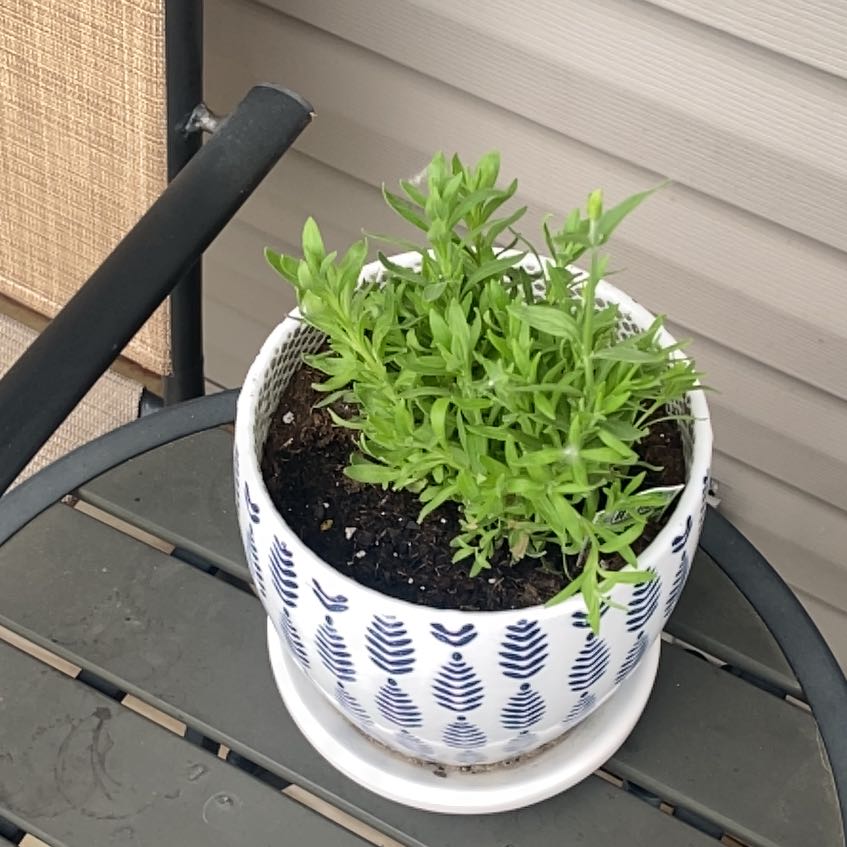 Photo of the plant species Lavender by @CourtlySedum68 named Oscar on Greg, the plant care app