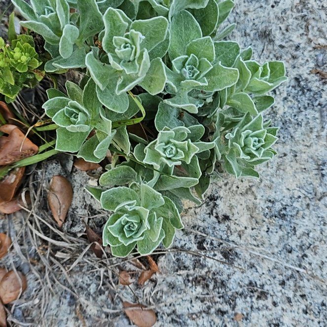 Photo of the plant species Witch's Moneybags by @TopLavaplant92 named Doja Cat on Greg, the plant care app