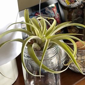 Photo of the plant species Tillandsia Capitata Yellow by @LadyDamiana46 named Xena on Greg, the plant care app