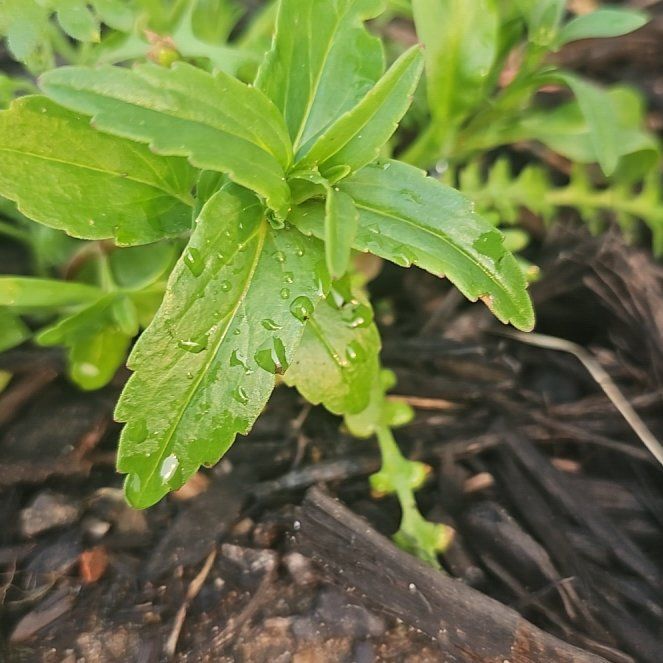 Photo of the plant species Square-Stemmed Willowherb by @AngelicRuby74 named Rosa on Greg, the plant care app