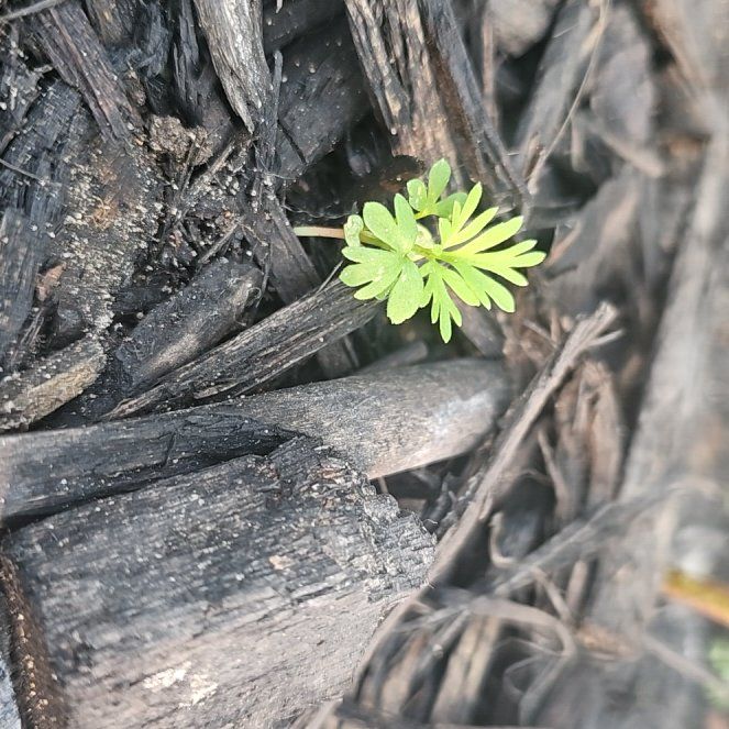 Photo of the plant species Cutleaf Geranium by @AngelicRuby74 named Fernie Mac on Greg, the plant care app