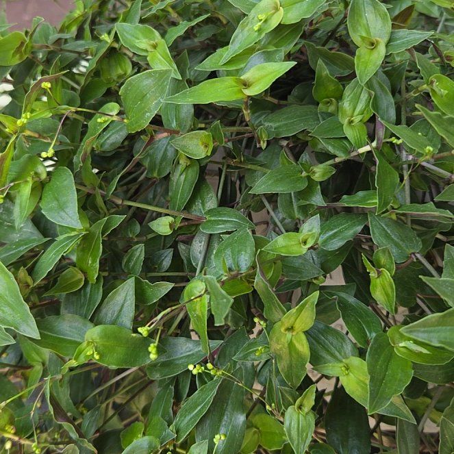 Photo of the plant species Bridal Veil by @ChosenTejocote named Wall-E on Greg, the plant care app
