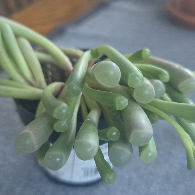 Photo of the plant species Baby Toes by @ChosenTejocote named Huckleberry Fern on Greg, the plant care app