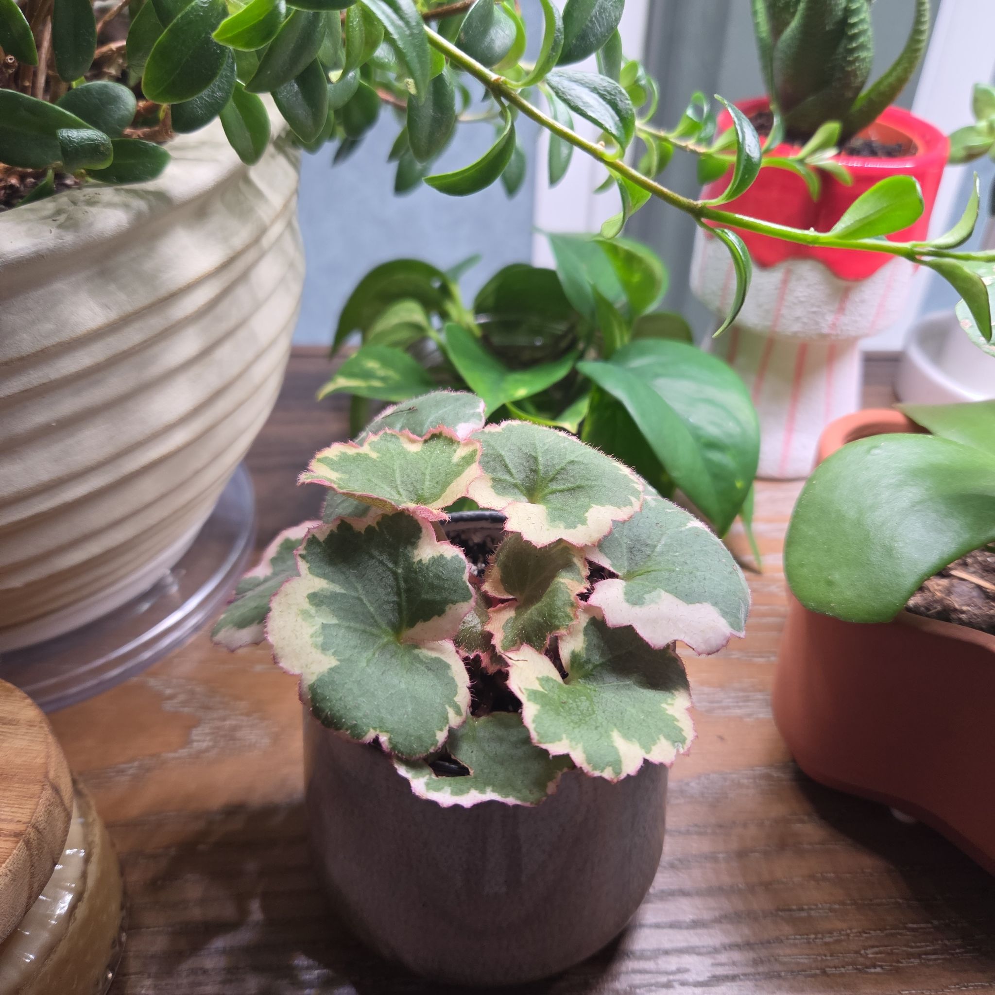 Photo of the plant species Pink Alumroot by @ChosenTejocote named Forrest on Greg, the plant care app