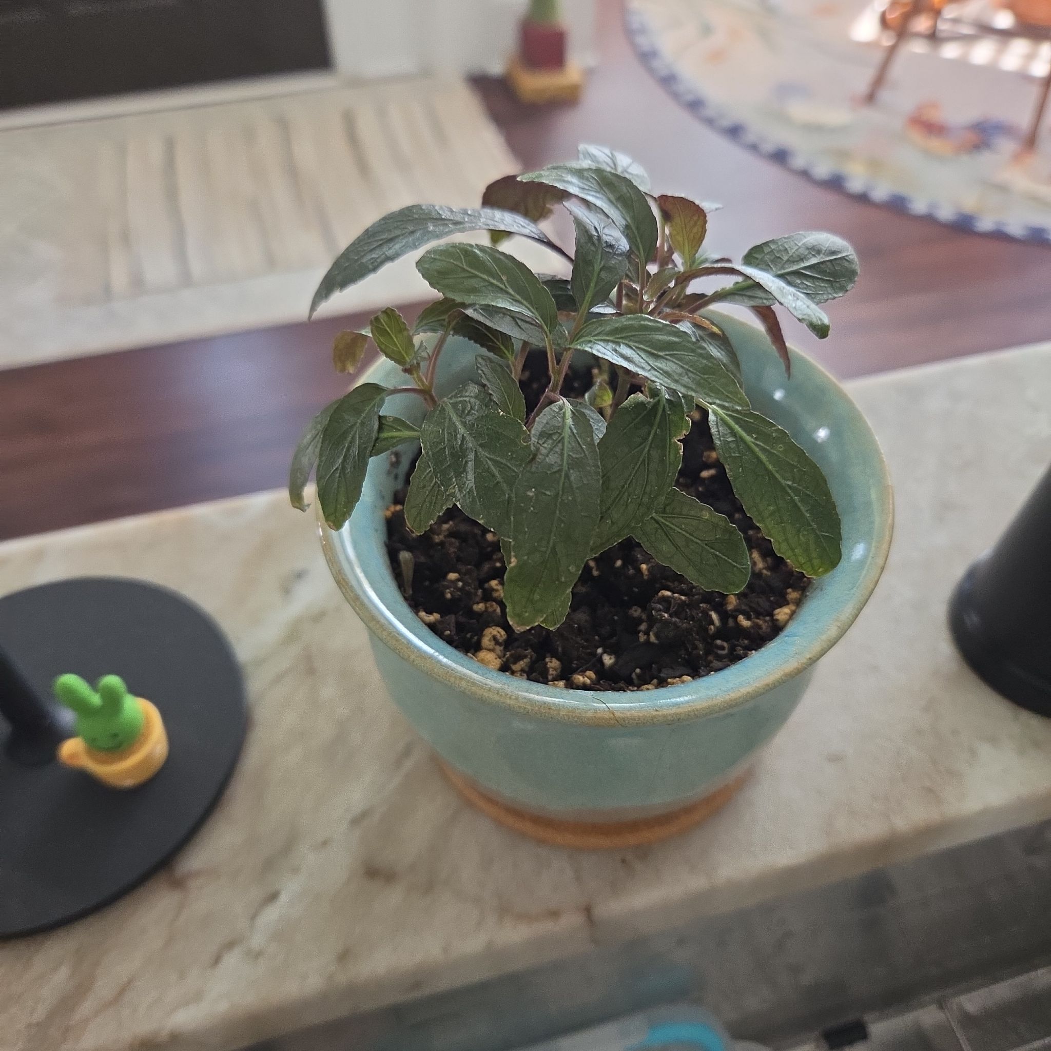 Sproutacus