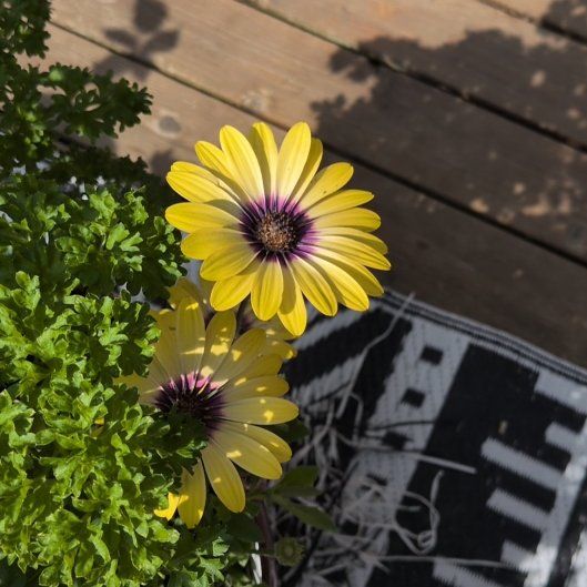 Photo of the plant species Capeweed by @PetSilktree53 named James Dean on Greg, the plant care app