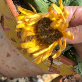 Photo of the plant species Gerbera Daisy by @KookyTipa15 named Shakira on Greg, the plant care app