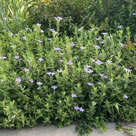 Photo of the plant species Wild Petunia by @RadRoseheath50 named Orlando Bloom on Greg, the plant care app