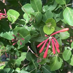 Photo of the plant species Coral Honeysuckle by @RadRoseheath50 named Clooney on Greg, the plant care app