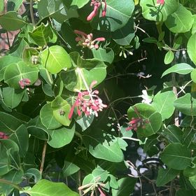 Photo of the plant species Coral Honeysuckle by @RadRoseheath50 named Bigleef Smalls on Greg, the plant care app