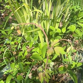 Photo of the plant species Asian Bleeding-Heart by @RadRoseheath50 named Sproutacus on Greg, the plant care app