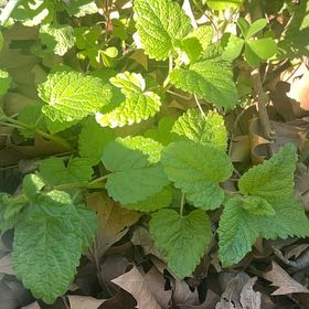 Photo of the plant species Lemon Balm by @RadRoseheath50 named Darwin on Greg, the plant care app