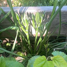 Photo of the plant species Star of Bethlehem by @RadRoseheath50 named Peter Parker on Greg, the plant care app