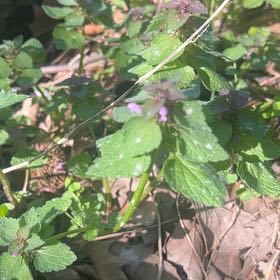 Photo of the plant species Purple Archangel by @RadRoseheath50 named Rihanna on Greg, the plant care app