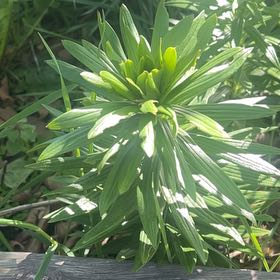 Photo of the plant species Martagon Lily by @RadRoseheath50 named Drake on Greg, the plant care app